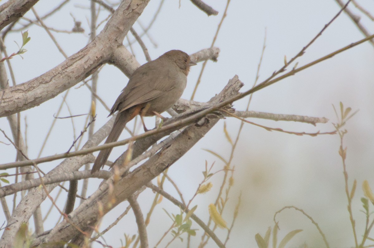 California Towhee - ML548556101