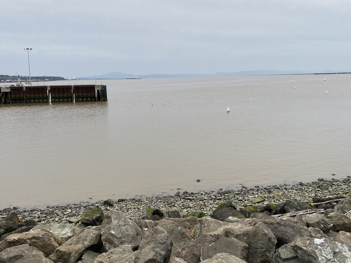 Тэнгисийн шумбуур - ML548556341