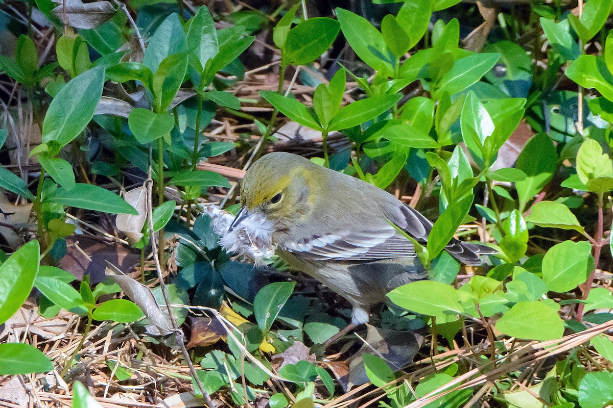 Pine Warbler - Naseem Reza