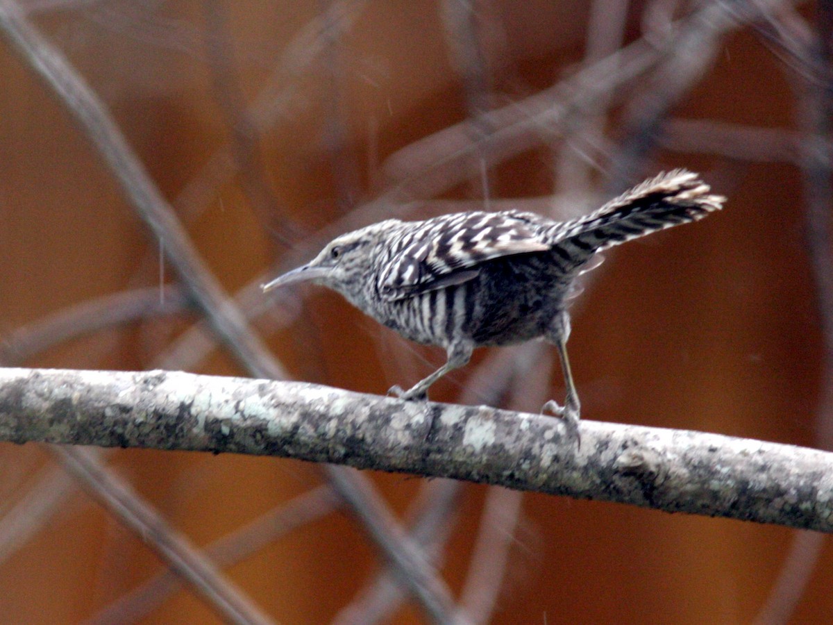 Fasciated Wren - ML548556791