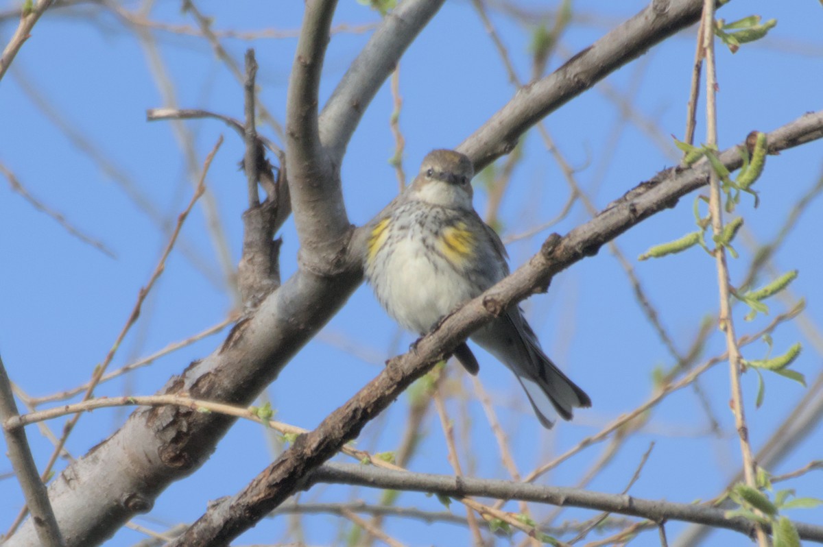 Yellow-rumped Warbler - Mike Marin