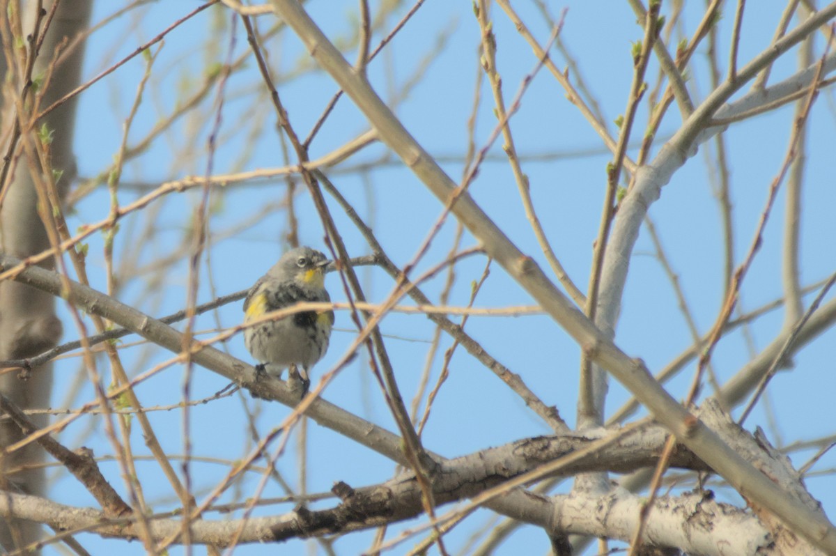 Yellow-rumped Warbler - Mike Marin