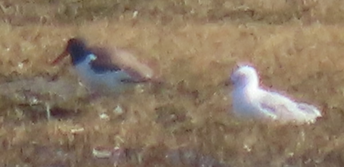 Американский кулик-сорока - ML548558841