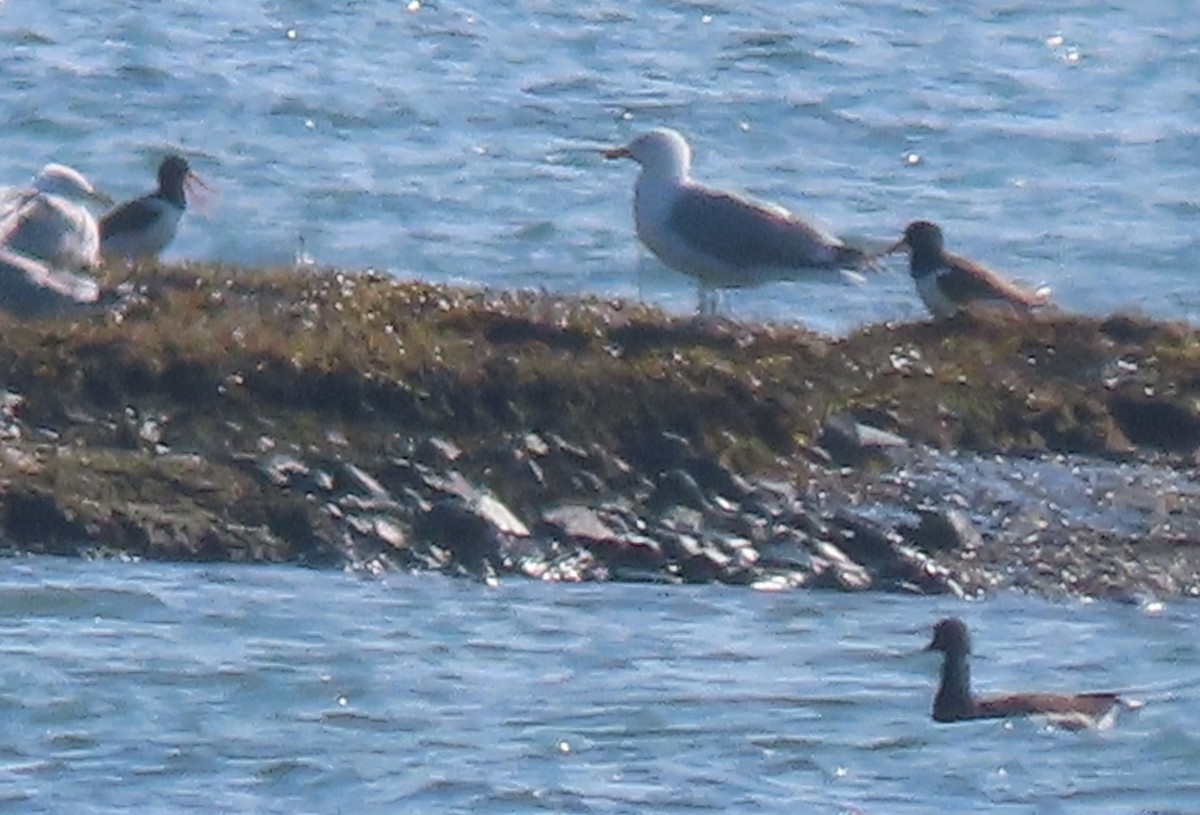 Американский кулик-сорока - ML548558901