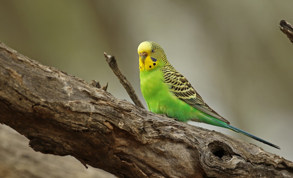 Budgerigar - ML54856171