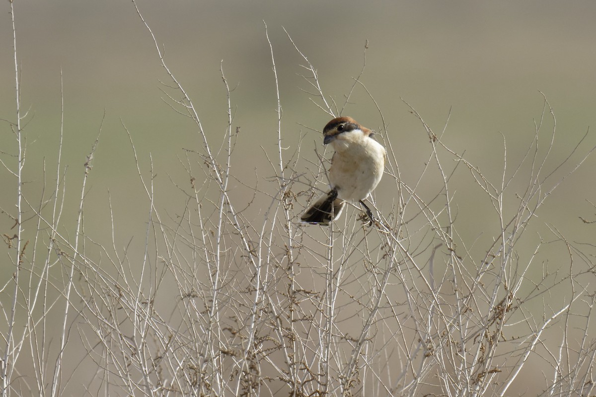 Woodchat Shrike (Caucasian) - ML548562181