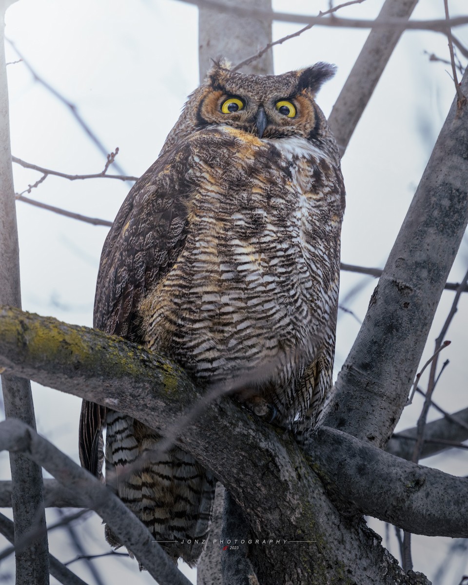 Great Horned Owl - ML548562251