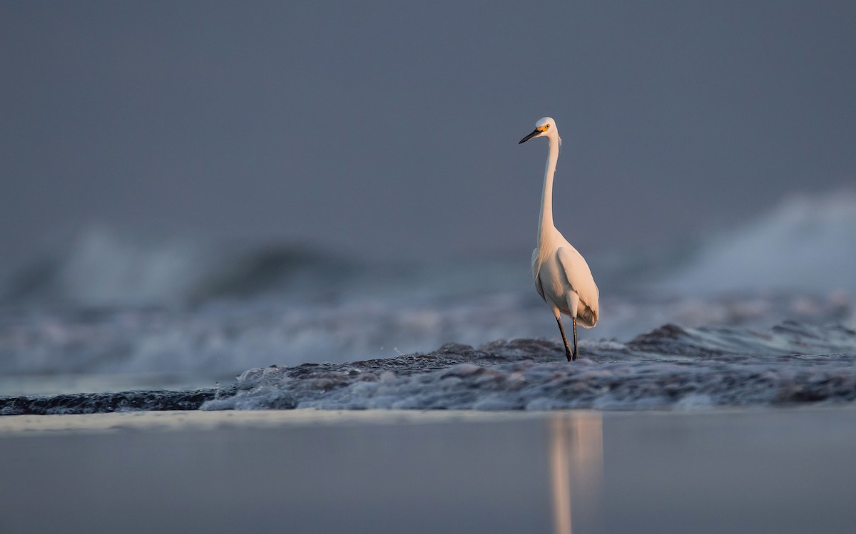 Snowy Egret - Rain Saulnier