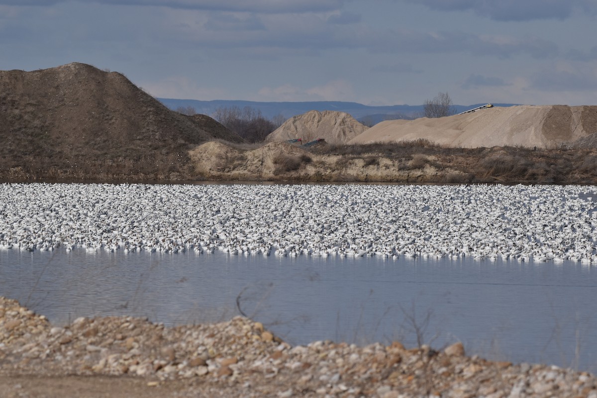 Snow Goose - ML548566551