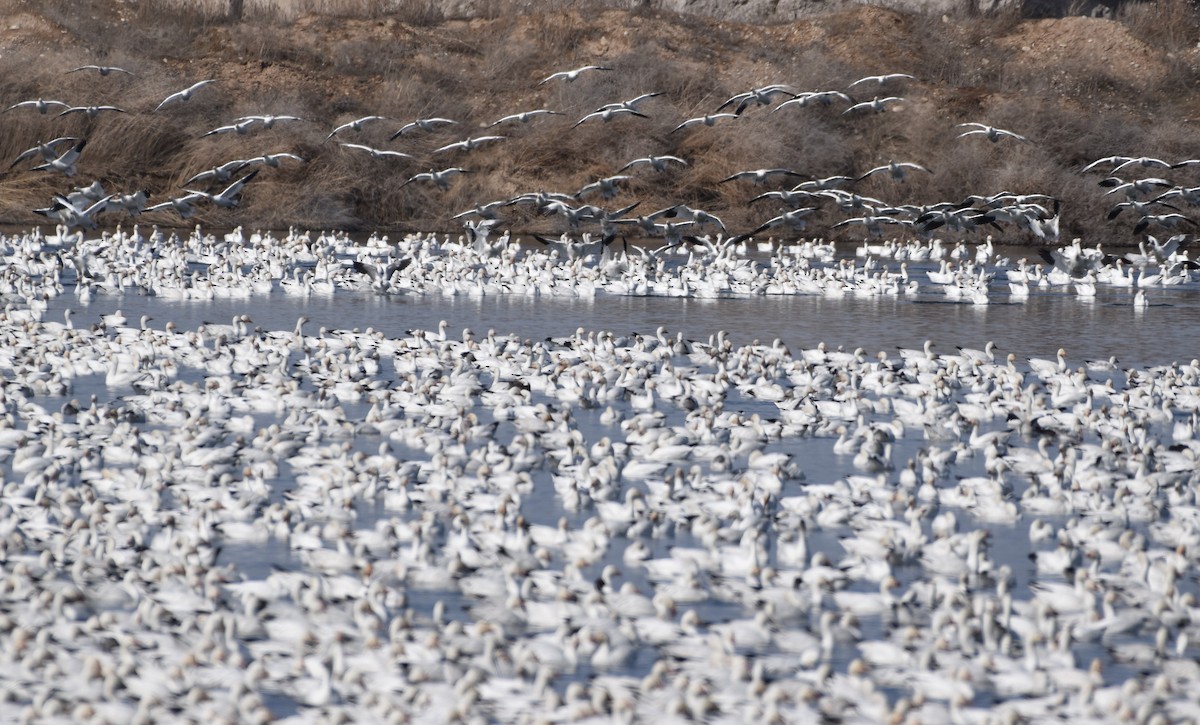 Snow Goose - ML548566651