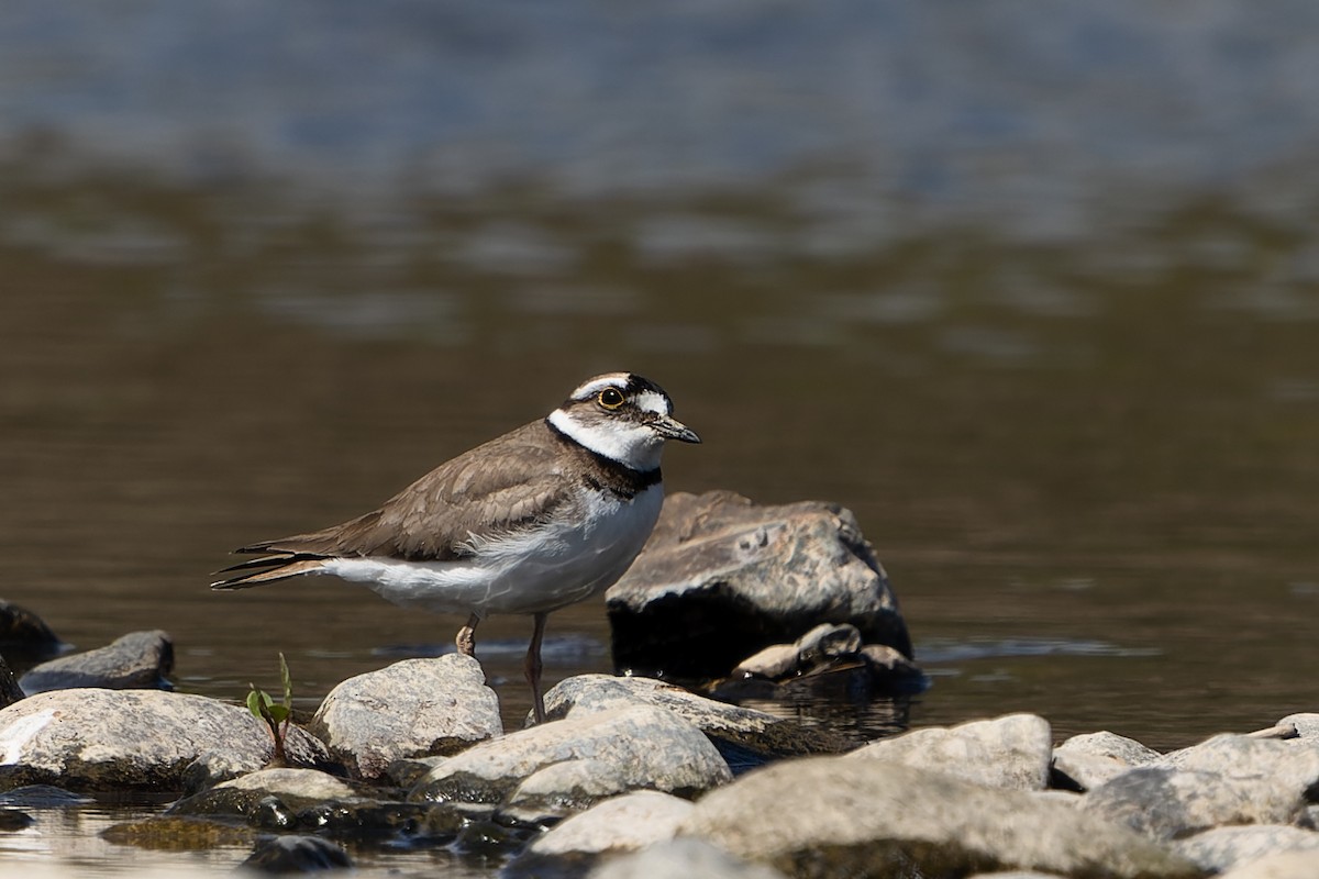 Little Ringed Plover - ML548567091
