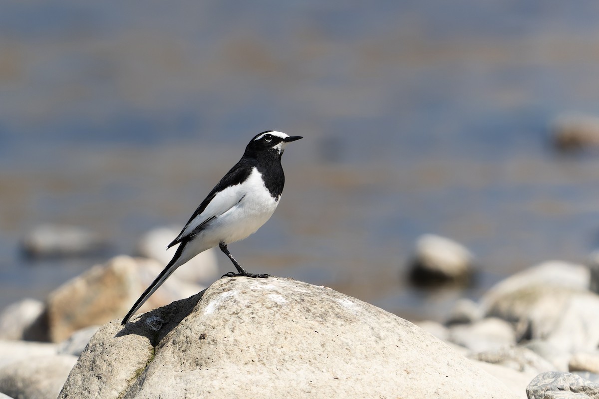Japanese Wagtail - ML548567231