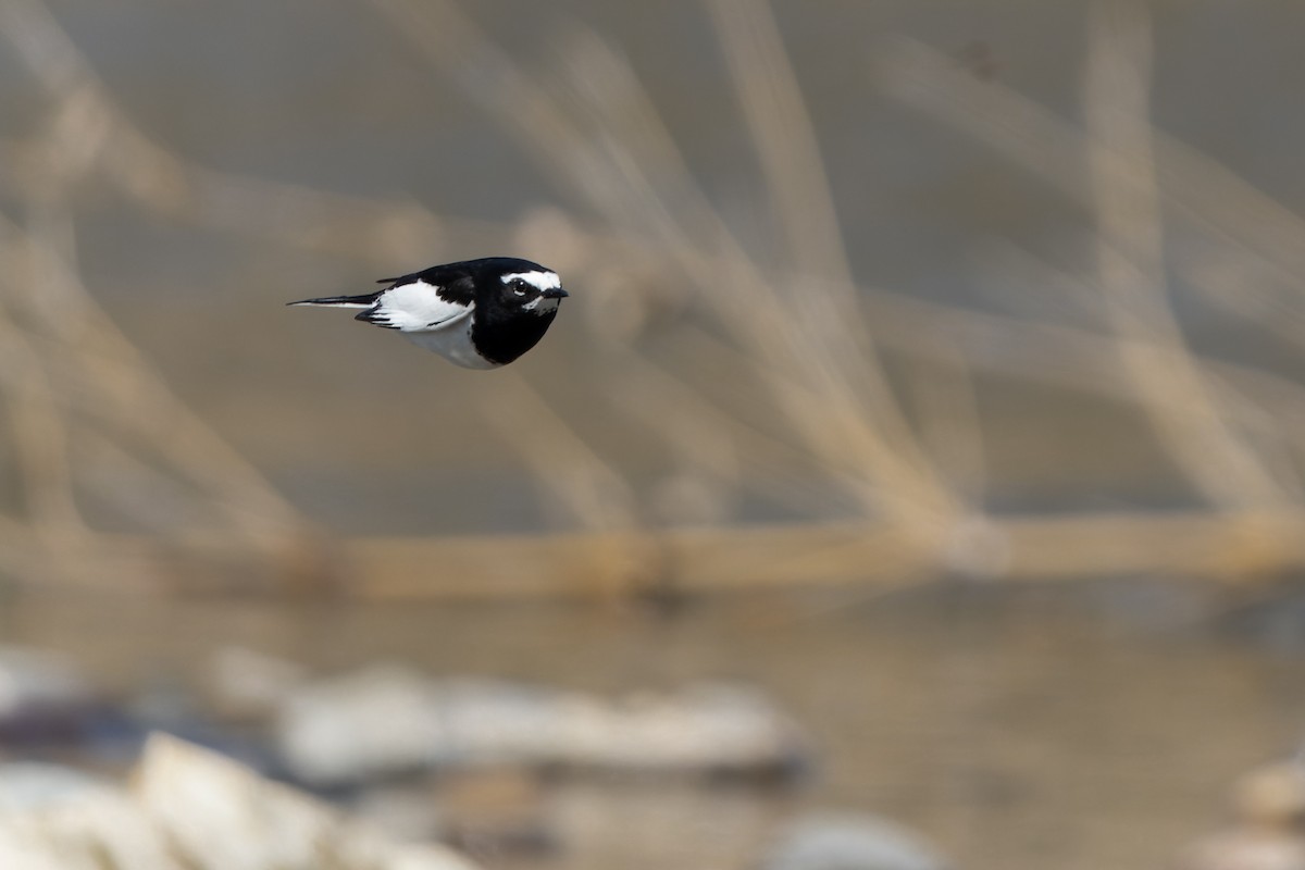 Japanese Wagtail - ML548567291