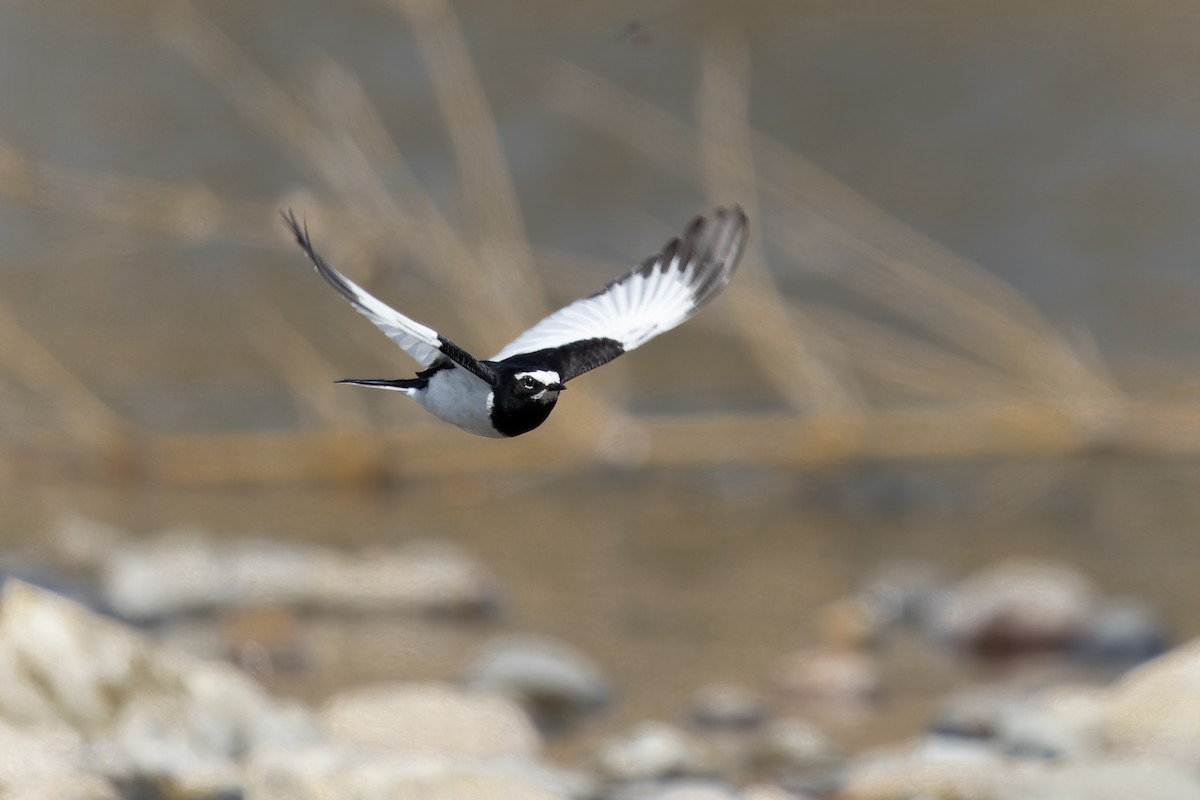Japanese Wagtail - ML548567311