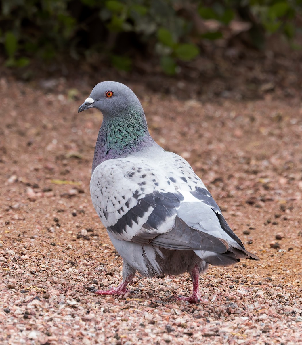 Rock Pigeon (Feral Pigeon) - ML548567391