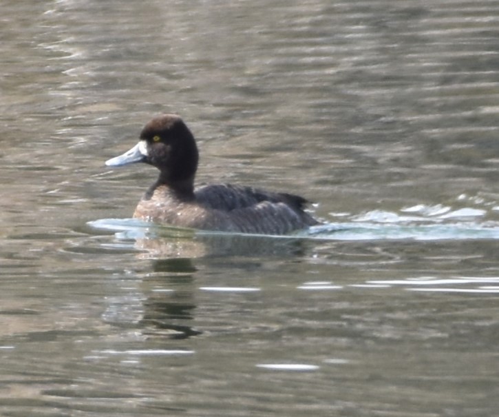 Lesser Scaup - ML548567631