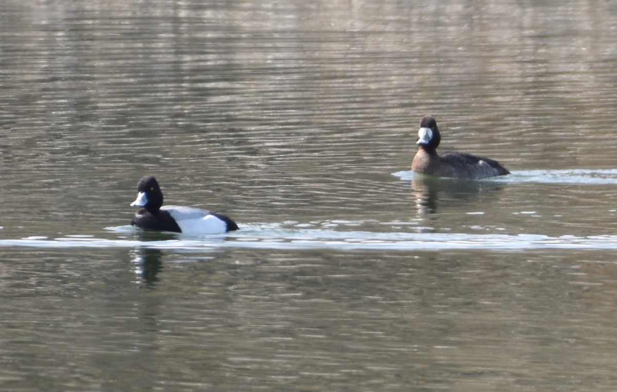 Lesser Scaup - ML548567781