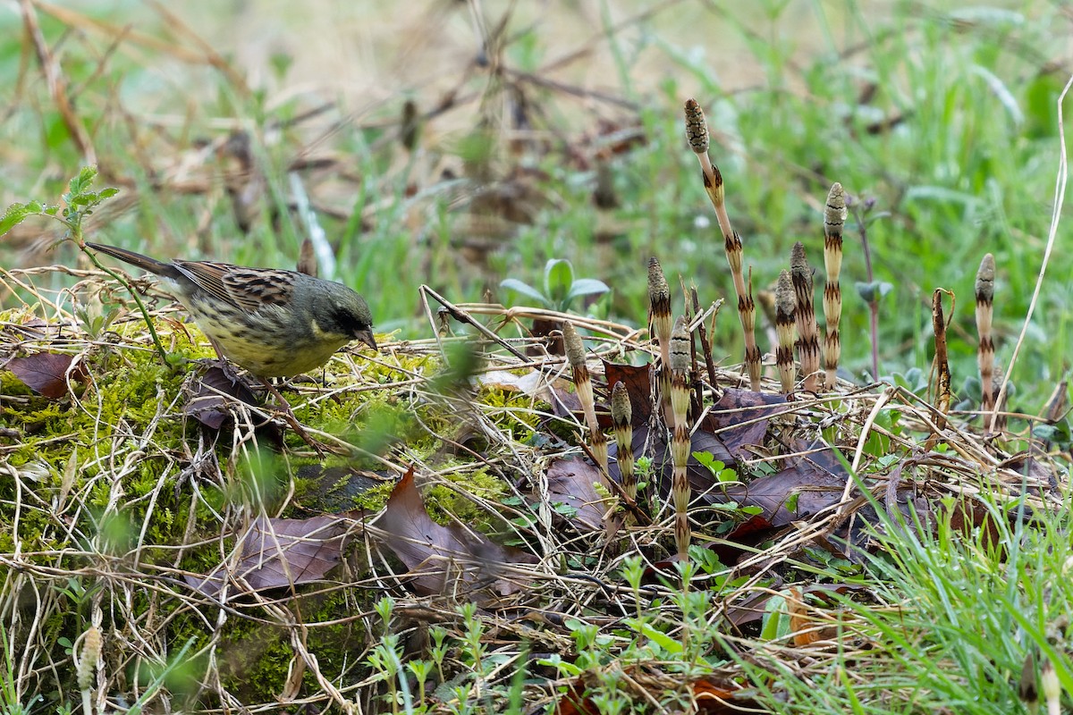 Masked Bunting - ML548567981