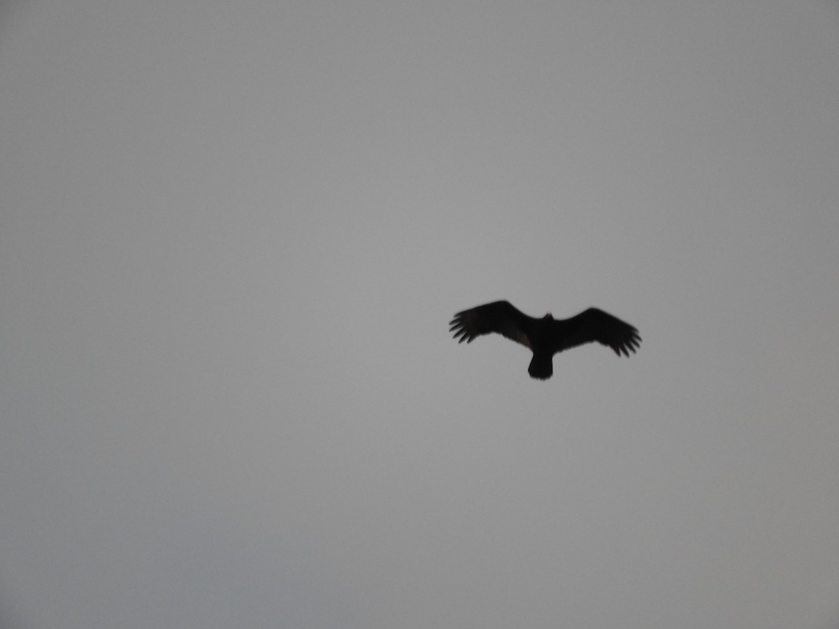 Turkey Vulture - ML548568171