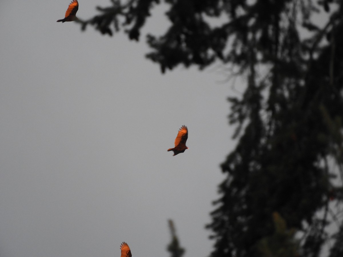 Turkey Vulture - ML548568191