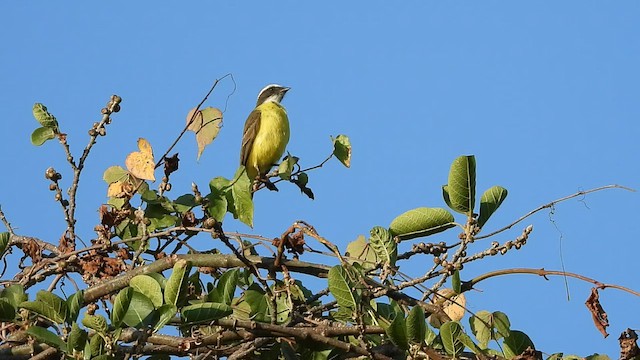 Social Flycatcher - ML548568501