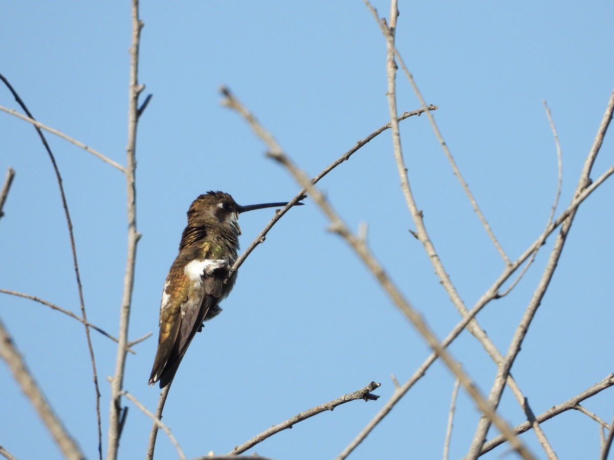 Plain-capped Starthroat - ML548569201