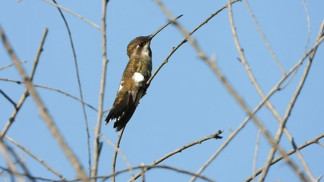 Plain-capped Starthroat - ML548569211