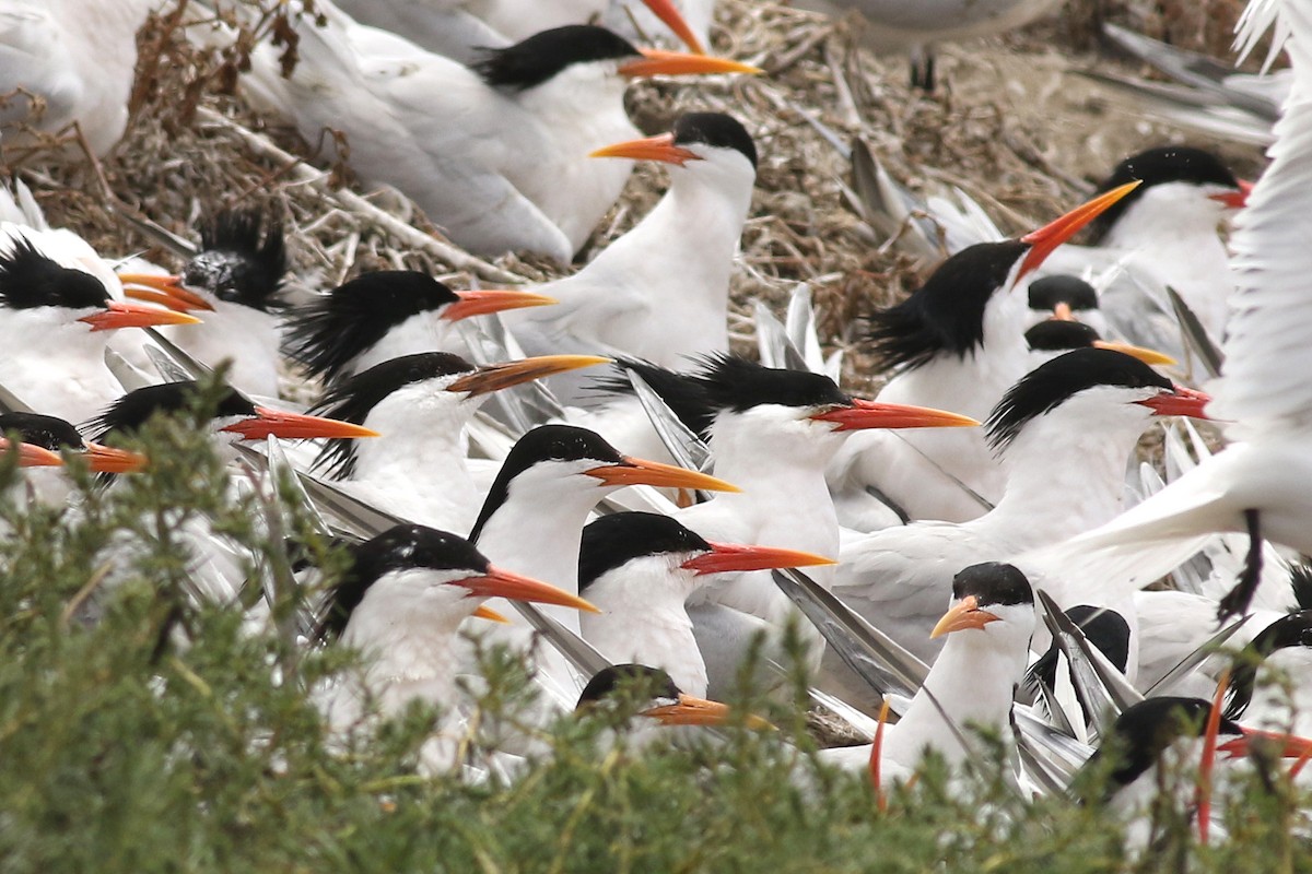 Sandwich x Elegant Tern (hybrid) - ML548569691