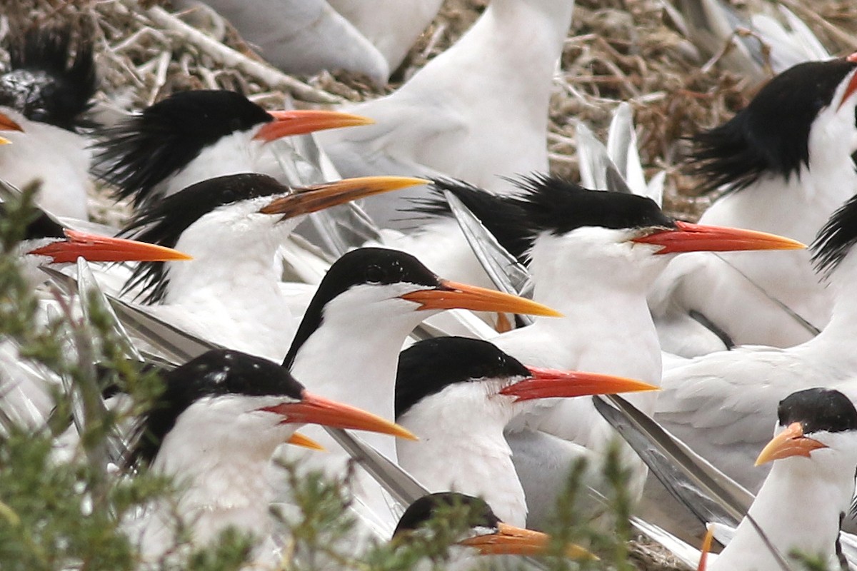 Sandwich x Elegant Tern (hybrid) - ML548569701