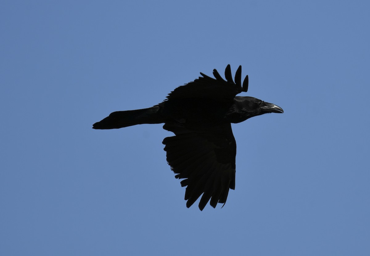 Common Raven - ML548570891