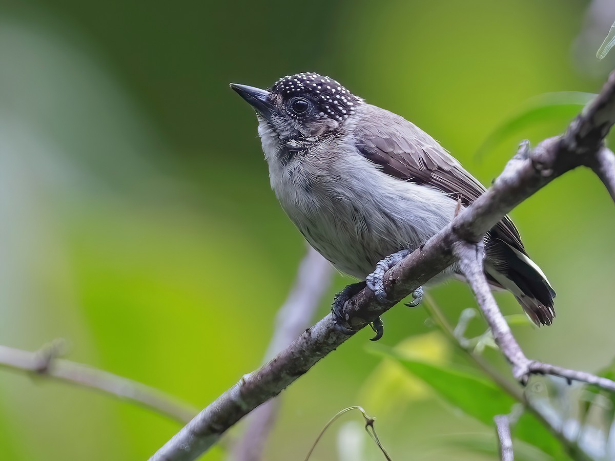 Grayish Piculet