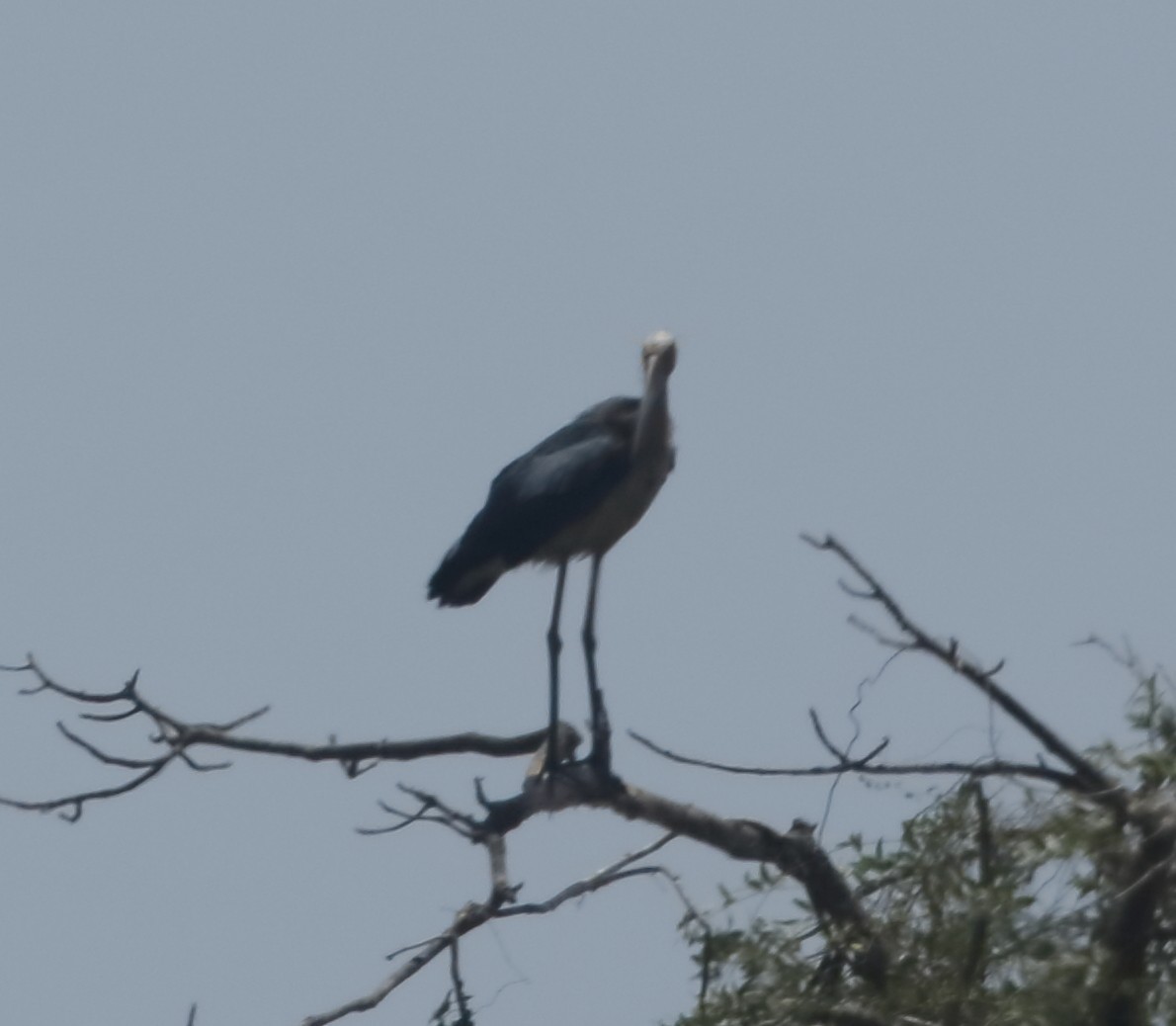 Lesser Adjutant - ML548571541