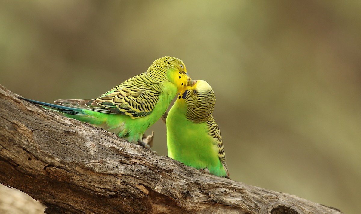 Budgerigar - ML54857231