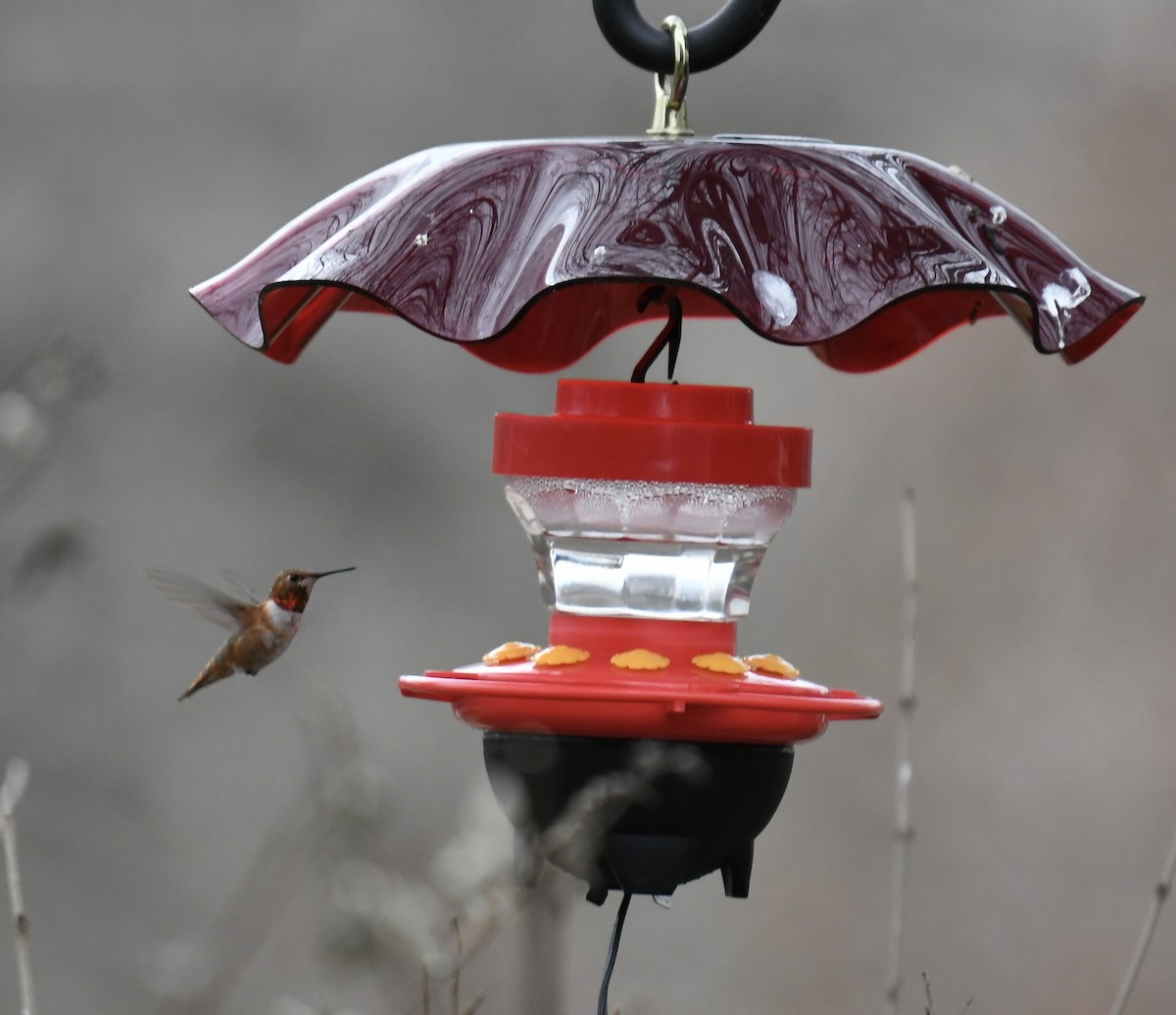 Rufous Hummingbird - ML548573171