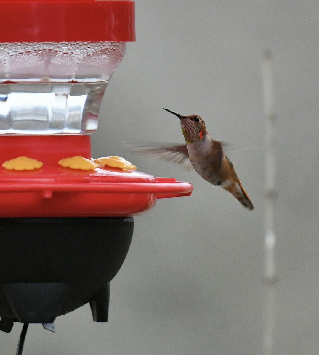 Rufous Hummingbird - ML548573211