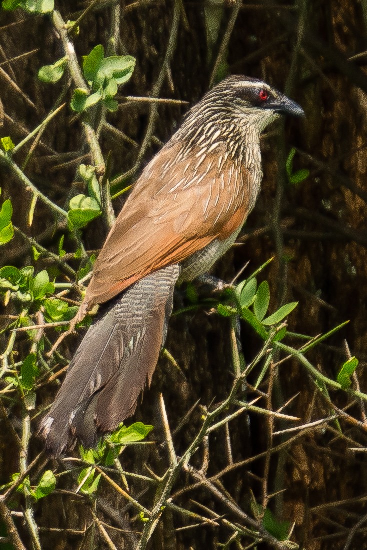 White-browed Coucal - ML548574761