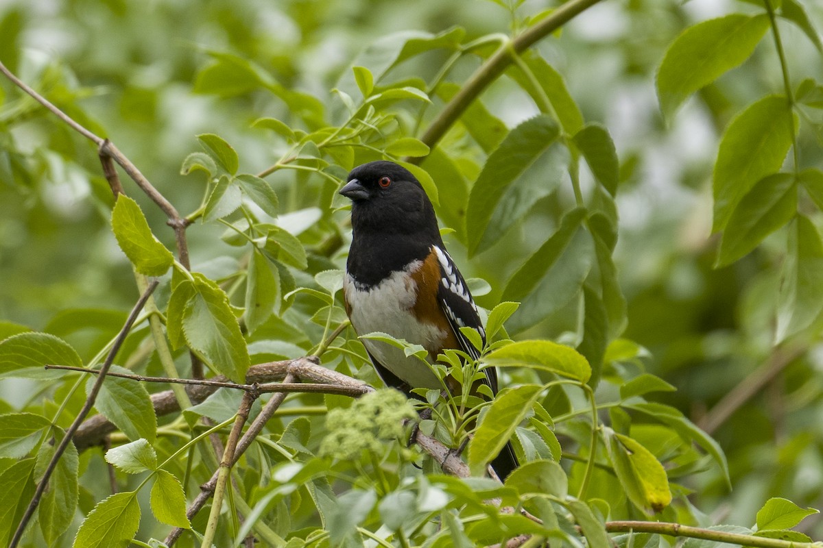 Spotted Towhee - ML548574851