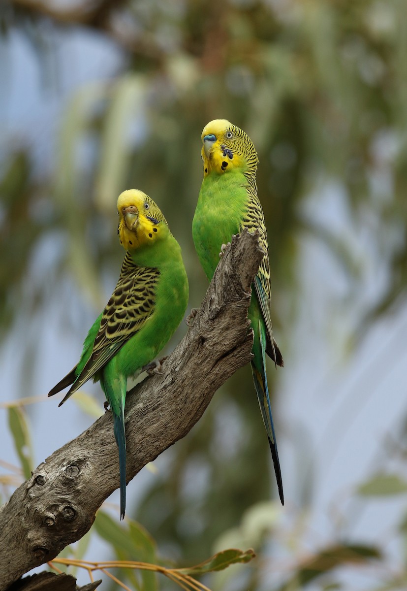 Budgerigar - ML54857521