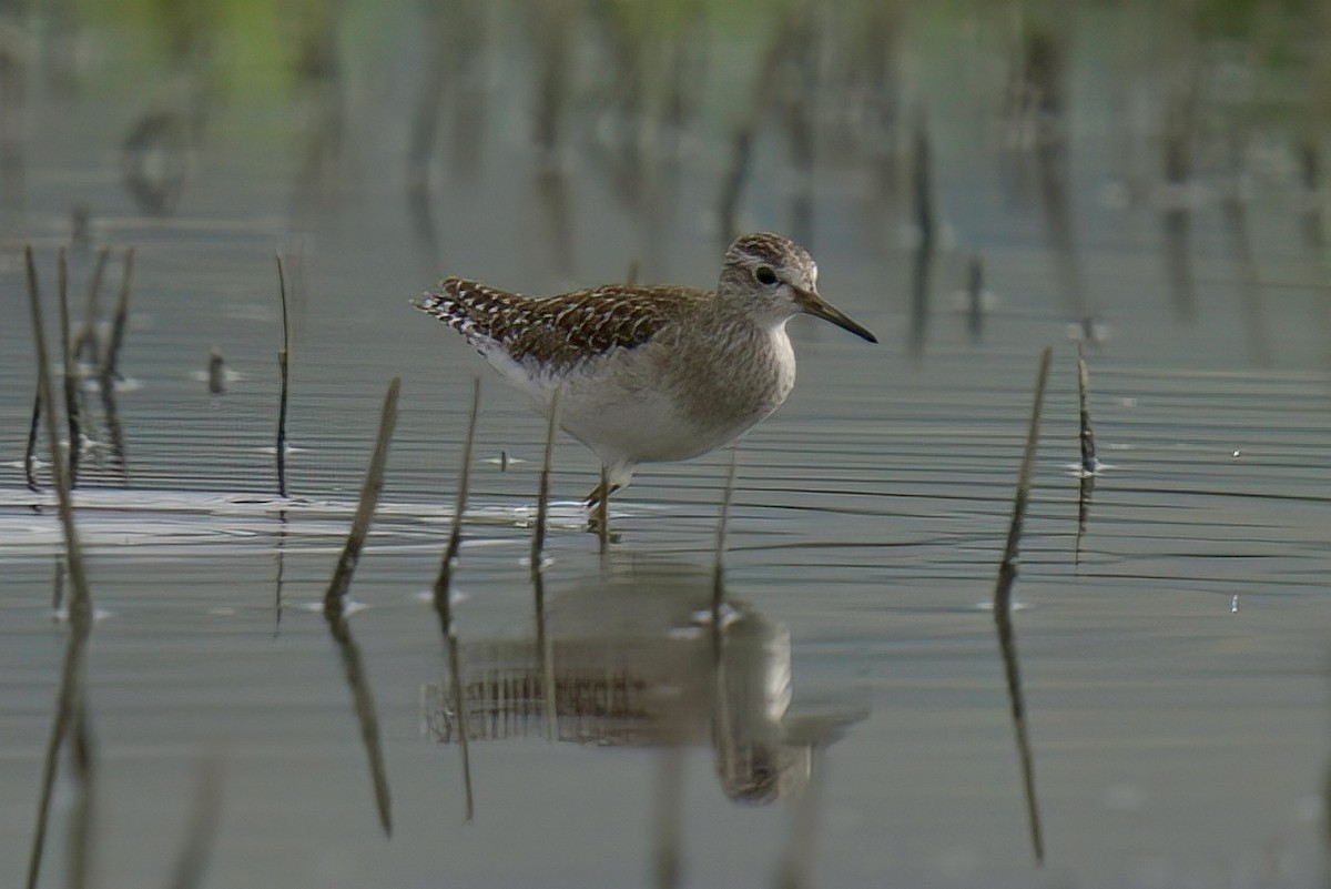 Bruchwasserläufer - ML548575771