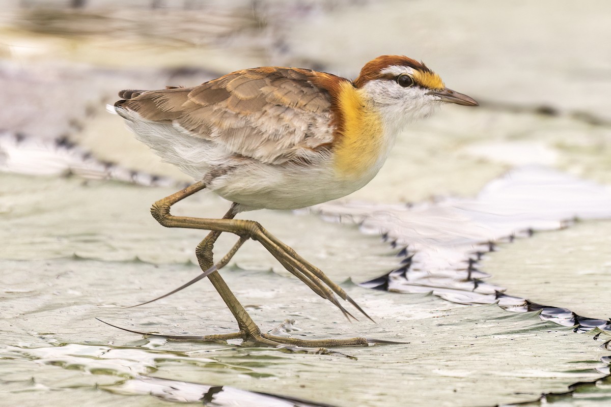 Lesser Jacana - Steve Potter