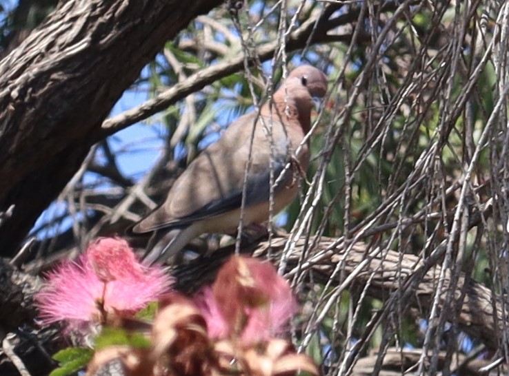 Laughing Dove - ML548576671