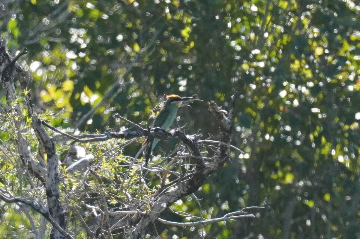 Rainbow Bee-eater - ML548576751