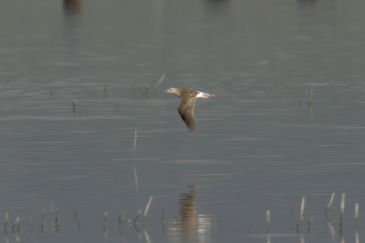 Wood Sandpiper - ML548576851