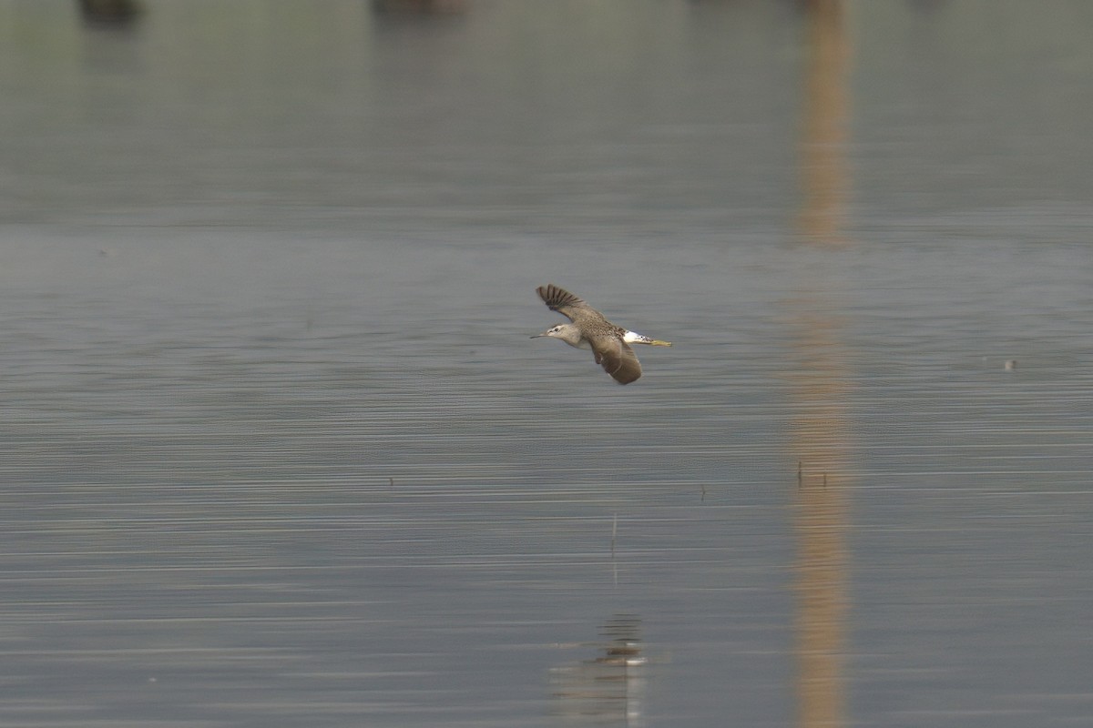 Wood Sandpiper - Mark Wilson