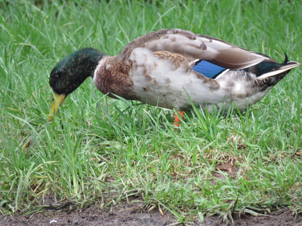 Mallard (Domestic type) - ML548577401
