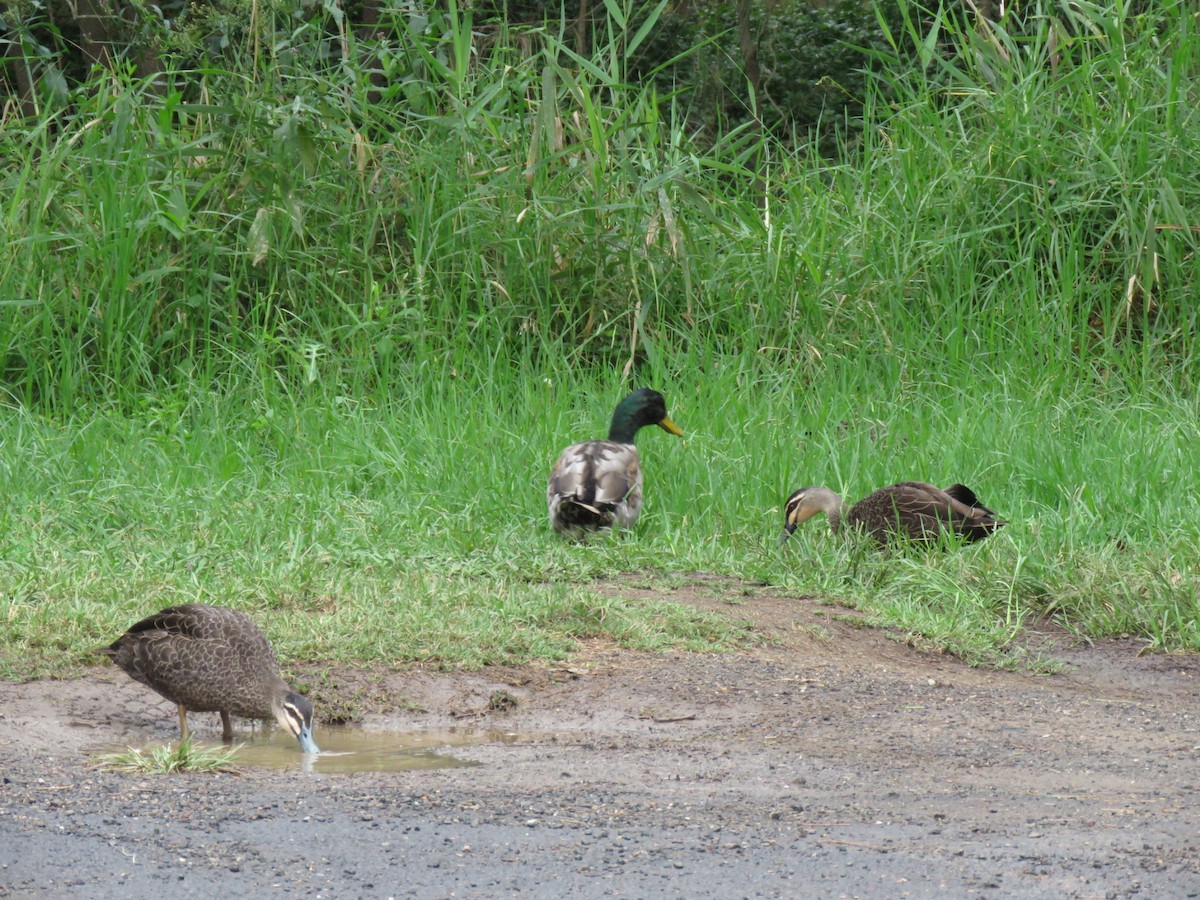 Pacific Black Duck - ML548577461