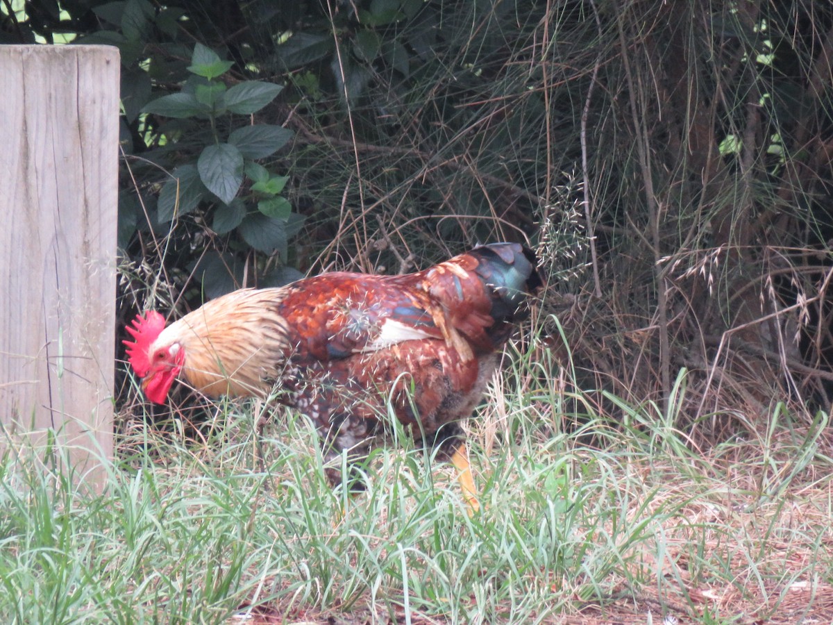Red Junglefowl (Domestic type) - ML548577511