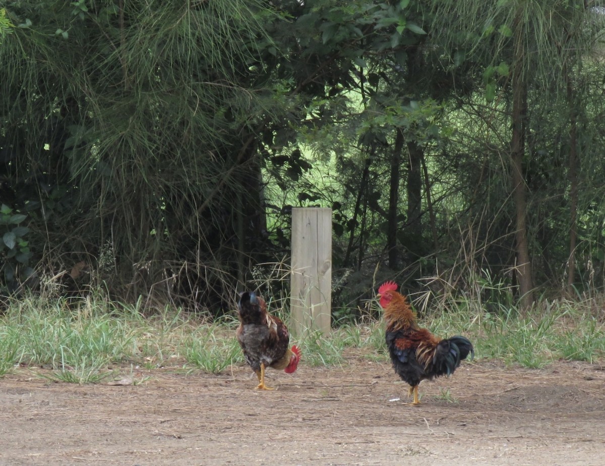 Red Junglefowl (Domestic type) - ML548577851