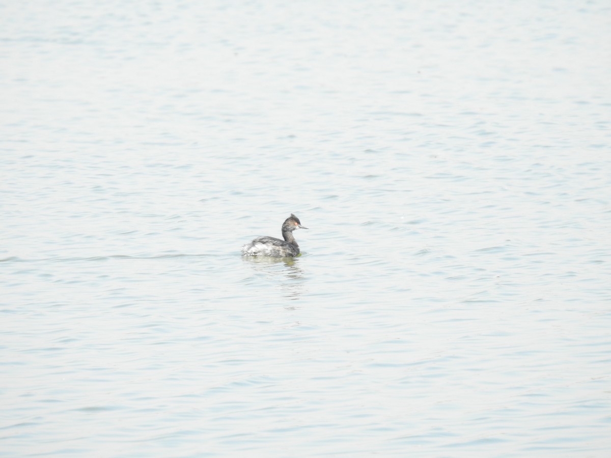 Eared Grebe - ML548577881