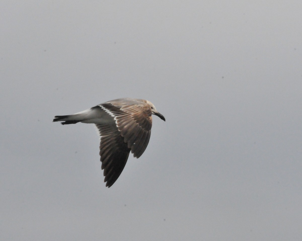 Mouette atricille - ML548578211